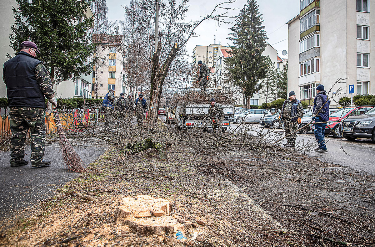 Útmutató városi fanyűvőknek